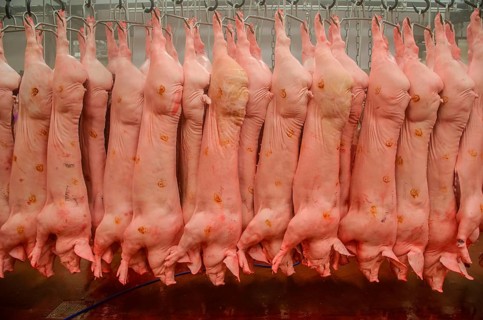Pig carcases hanging in abattoir