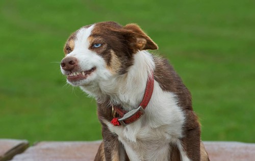 Domestic dog