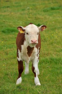 Domestic cattle