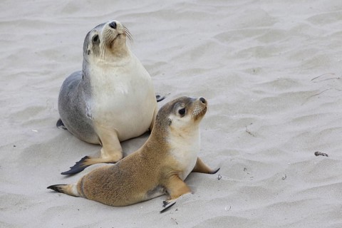 Australian sea lion