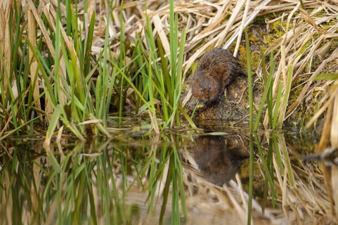 Eastern vole