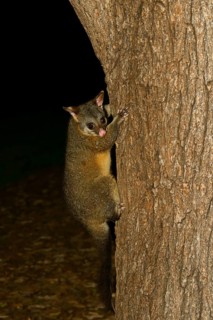 Common Brushtail Possum