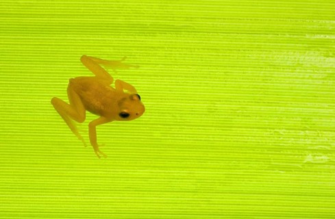 Golden poison dart frog