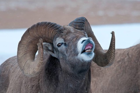Bighorn sheep