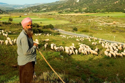 Sheep herding