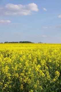 Harvesting oilseed rape