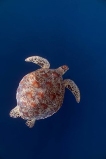 Green Turtle