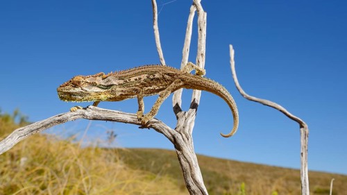 Dwarf Chameleon
