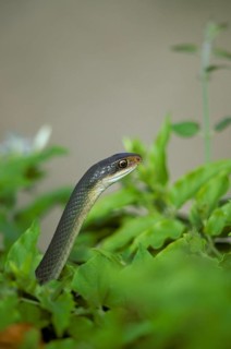 Everglades grass snake