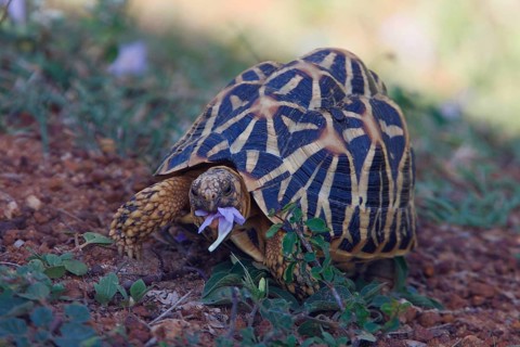 Indian Star Tortoise