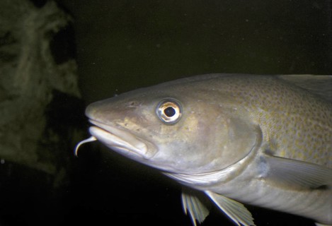 Atlantic cod
