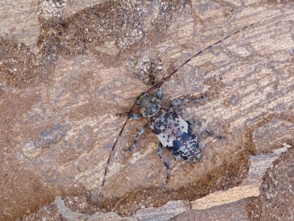 Black-clouded Longhorn Beetle