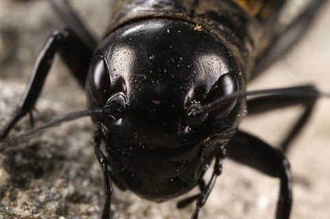 Field Cricket