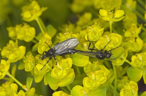 March fly