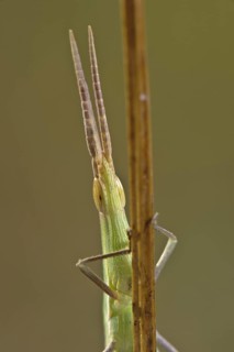 Mediterranean Slant-faced Grasshopper