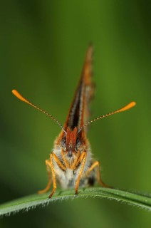 Scabiosa Fritillary