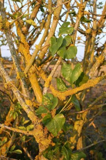 Black Bryony