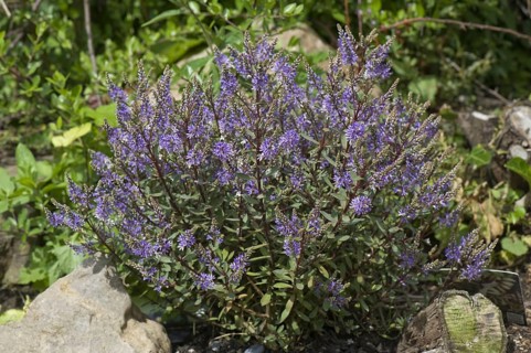 Hebe Caledonia a shrubby Veronica hebe flowers on a rock garden