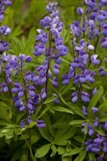 Flowering broad-leaved lupine