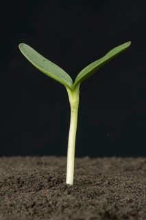 Sunflower seedling with expanding cotyledons