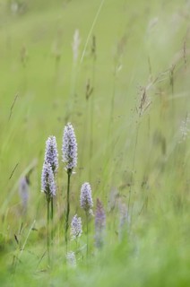 Common Spotted Orchid