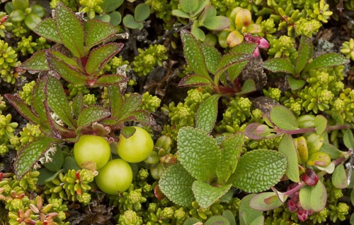 Alpine Bearberry