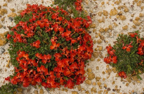 Flowering Red Lechenaultia