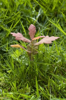 Common Oak