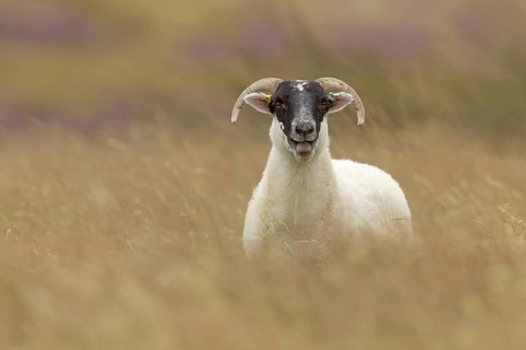 Domestic sheep