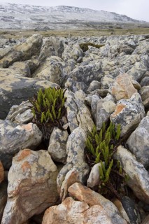 Tall fern Blechnum magellanicum grows in the Falkland Stone Run