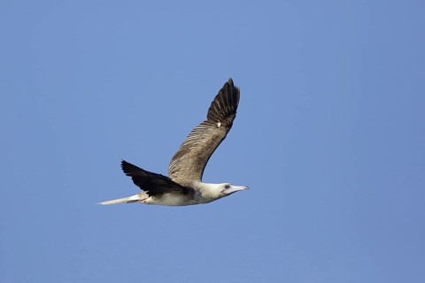 Red-footed booby