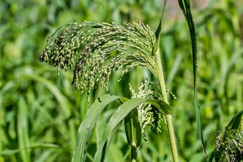 Proso millet