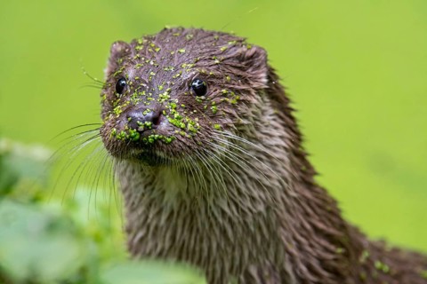Close-up of the European european otter