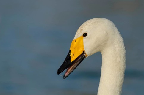 Whooper Swan Portrait
