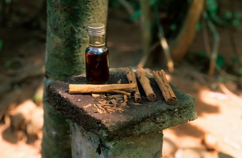 Cinnamon sticks and cinnamon extract