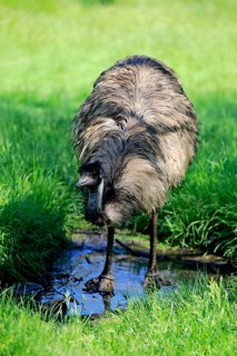 Emu