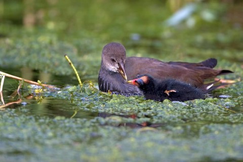 Common Moorhen