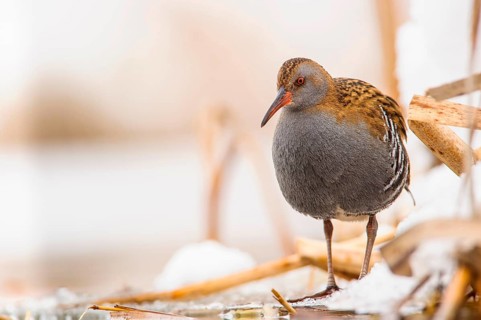 Water Rail