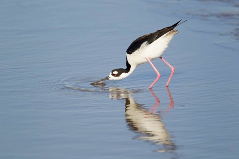 Black-necked Black-winged Stilt
