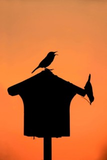 House Wren