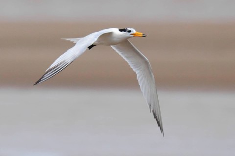 Chinese chinese crested tern