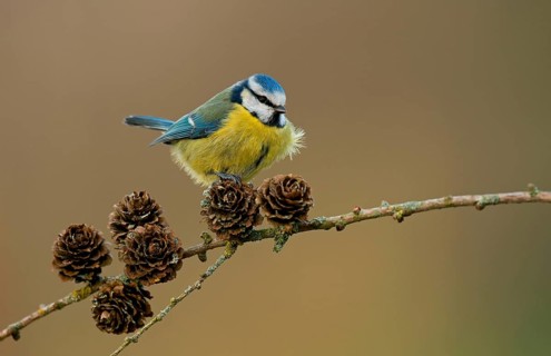 Blue Tit