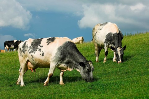 Domestic cattle