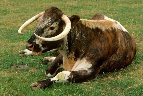 Cattle