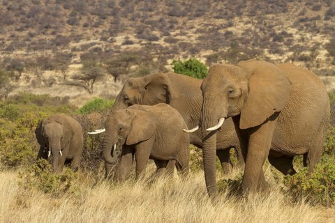 African elephant