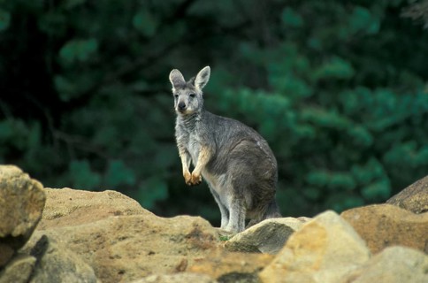 Common wallaroos
