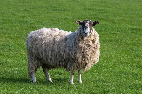 Domestic sheep
