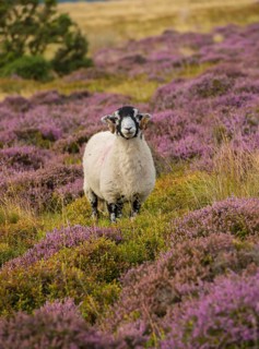 Domestic Sheep