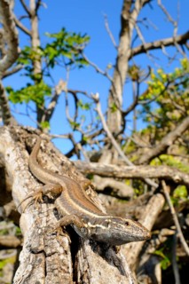 Small Canary Island Lizard