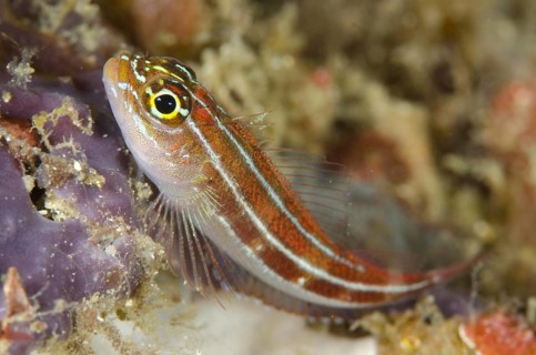Striped Triplefin